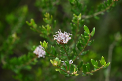 Grevillea sphacelata (Grevillea sphacelata)