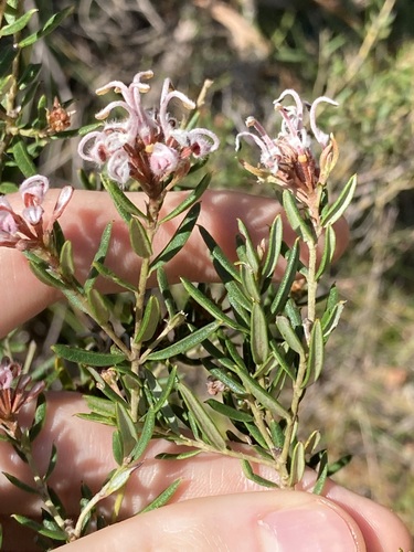 Grevillea sphacelata (Grevillea sphacelata)