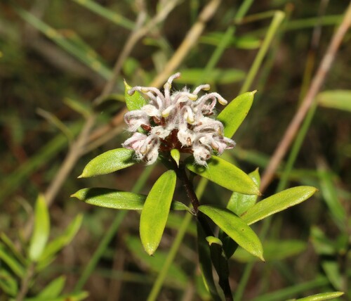 Grevillea sphacelata (Grevillea sphacelata)