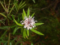 Grevillea sphacelata (Grevillea sphacelata)