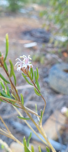 Grevillea sphacelata (Grevillea sphacelata)