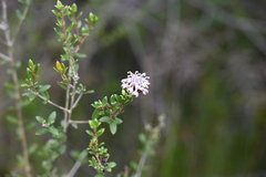 Grevillea sphacelata (Grevillea sphacelata)