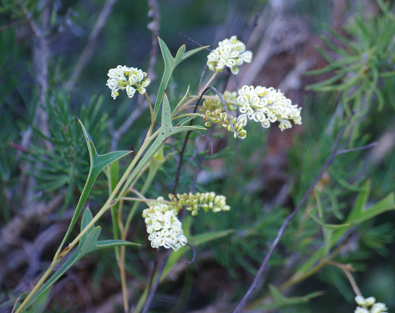 Grevillea synapheae: Grevillea synapheae , Catkin Grevillea