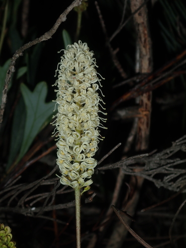 Grevillea synapheae (Grevillea synapheae)