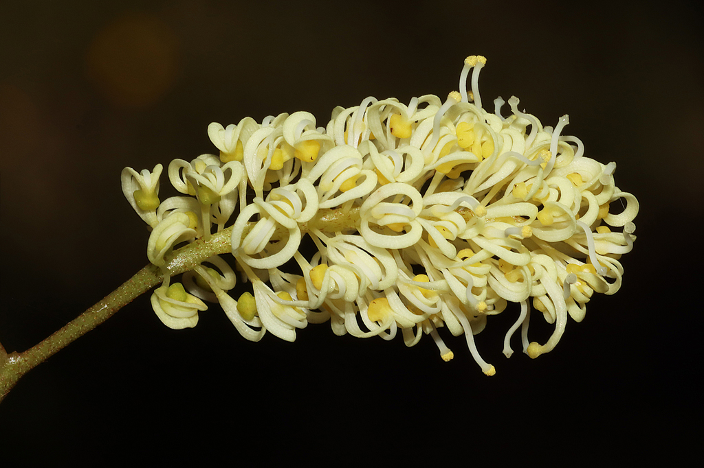 Grevillea synapheae (Grevillea synapheae)