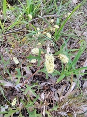 Grevillea synapheae (Grevillea synapheae)