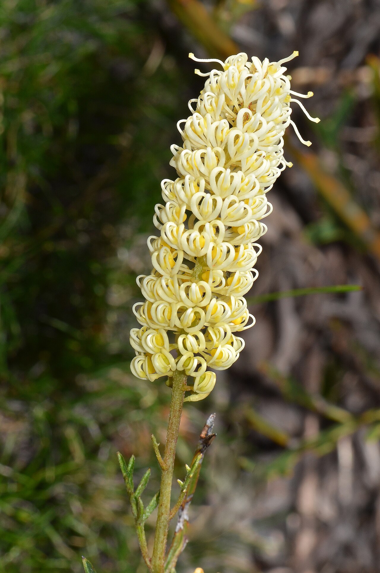 Grevillea synapheae: An erect to sprawling shrub. Worth seeing at full size!