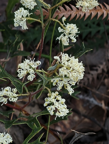 Grevillea synapheae (Grevillea synapheae)
