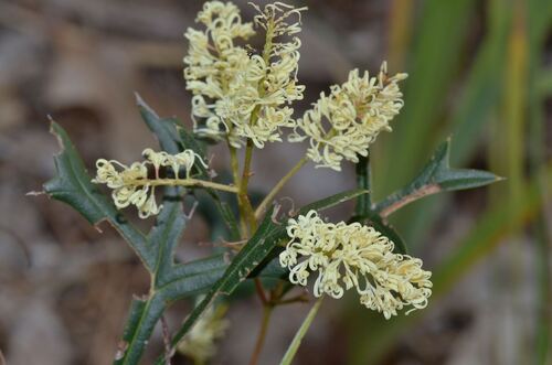Grevillea synapheae (Grevillea synapheae)
