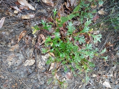 Grevillea synapheae (Grevillea synapheae)