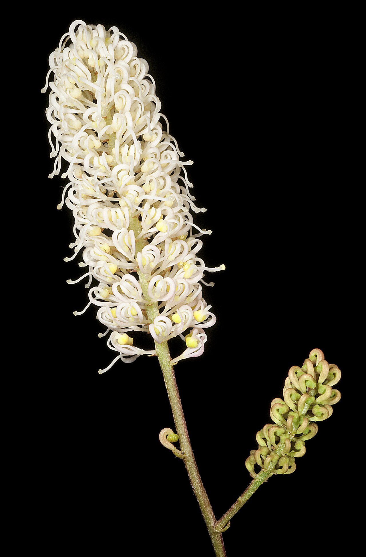 Grevillea synapheae: KRT3995