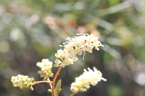 Grevillea synapheae (Grevillea synapheae)
