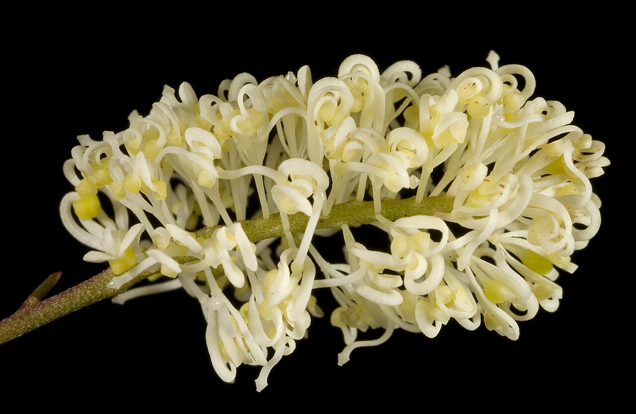 Grevillea synapheae: KRT3326