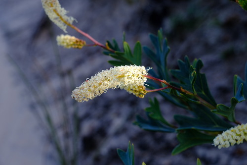 Grevillea synapheae (Grevillea synapheae)