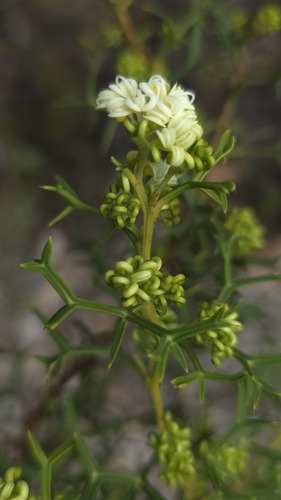 Grevillea trifida (Grevillea trifida)