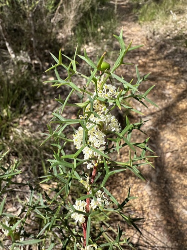 Grevillea trifida (Grevillea trifida)