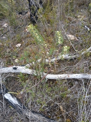 Grevillea trifida (Grevillea trifida)