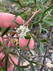 Grevillea trifida (Grevillea trifida)