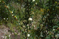 Grevillea trifida (Grevillea trifida)