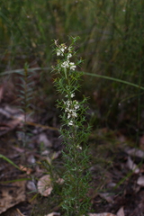 Grevillea trifida (Grevillea trifida)