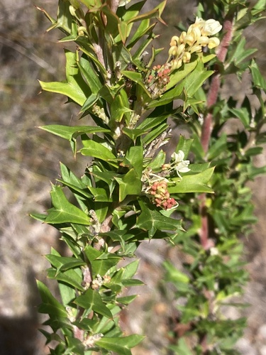 Grevillea trifida (Grevillea trifida)