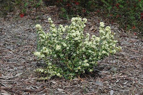 Grevillea trifida: Grevillea trifida in the Australian National Botanic Gardens