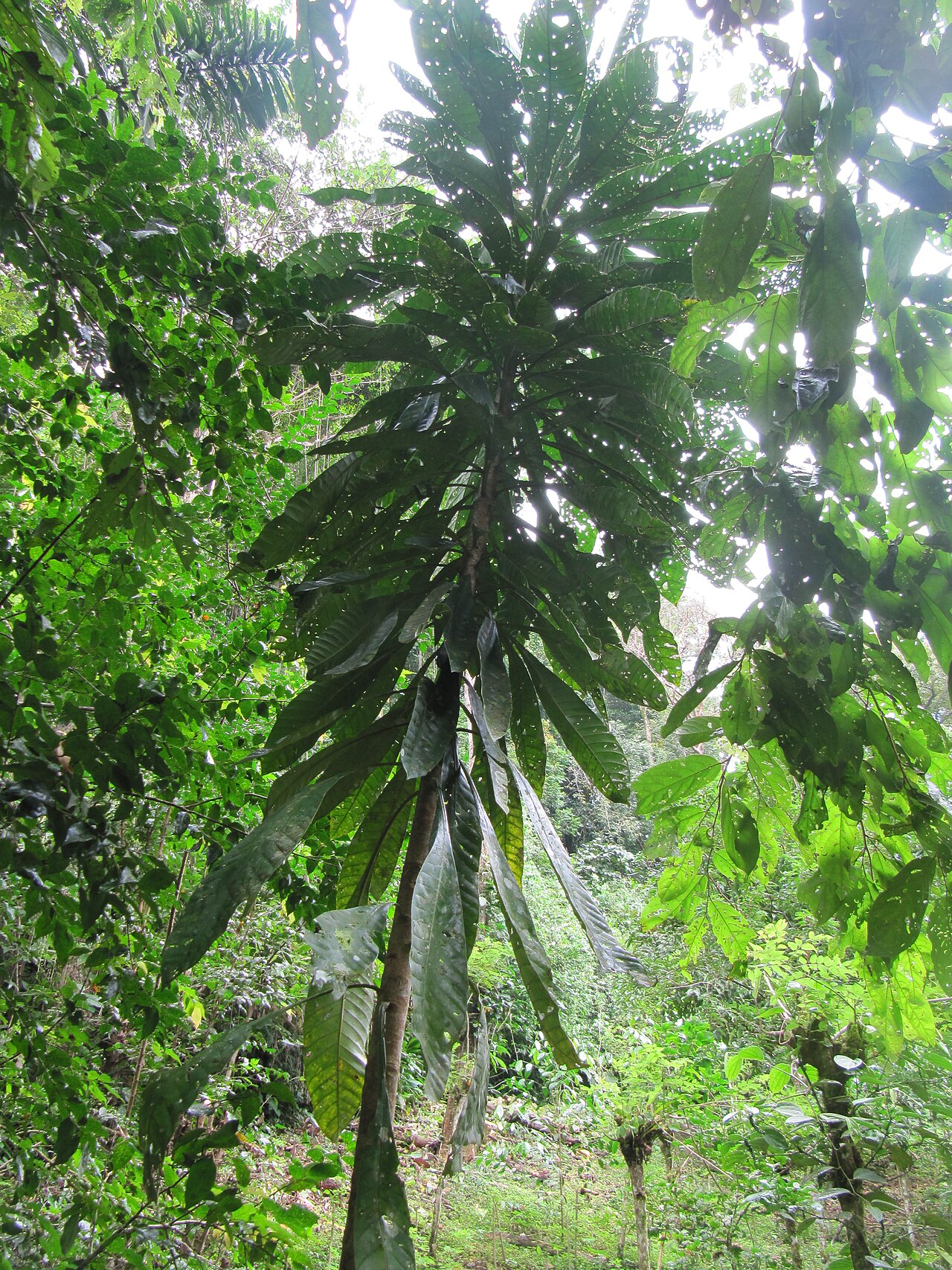 Grias haughtii: At Finca la Isla Botanical Garden near Puerto Viejo, Costa Rica. Grias haughtii is a species of woody plant in the Lecythidaceae family. It is found only in Col
