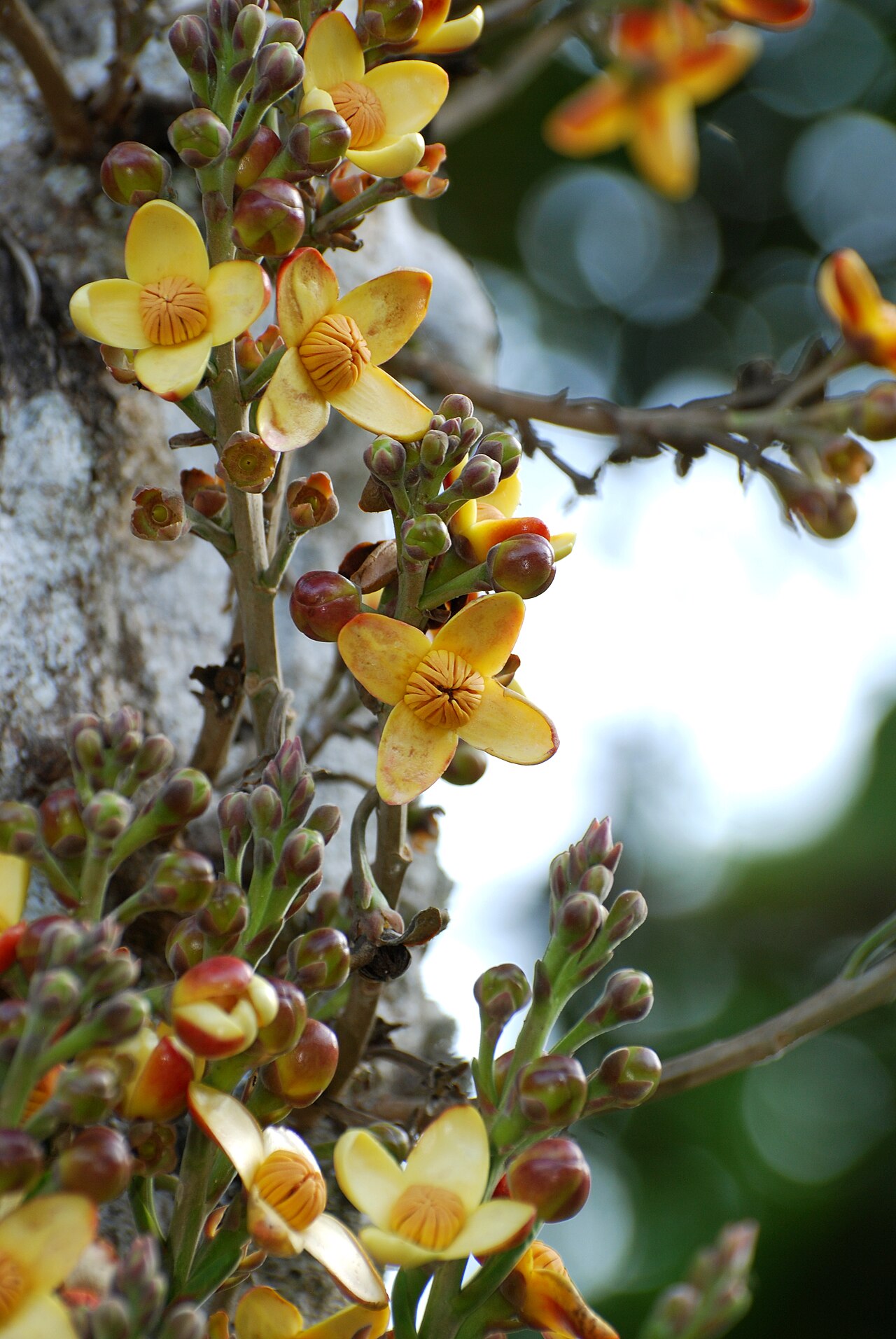 Grias neuberthii: Lescytidaceae: Grias neuberthii