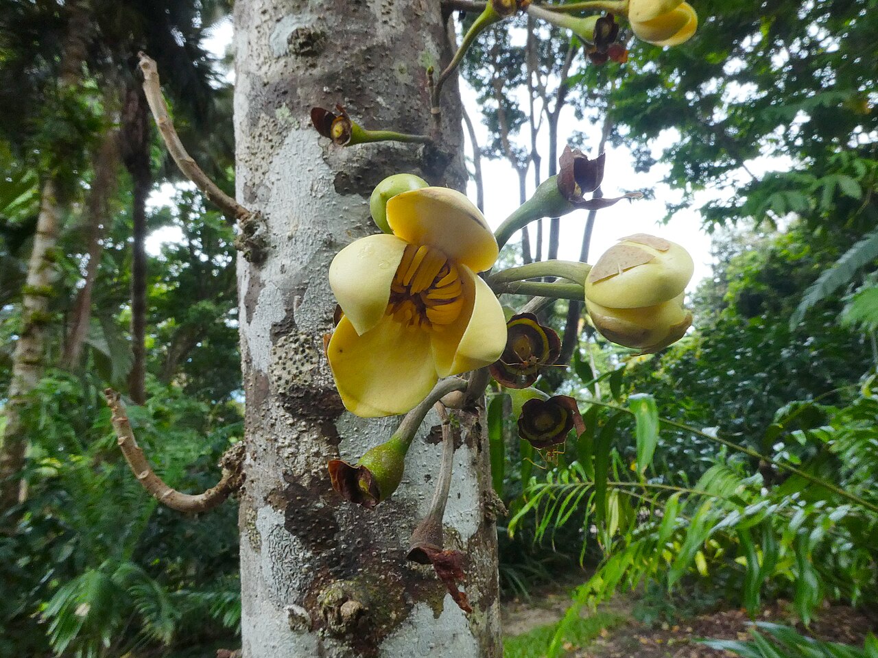 Grias neuberthii: Grias neuberthii growing at Cairns Botanic Gardens