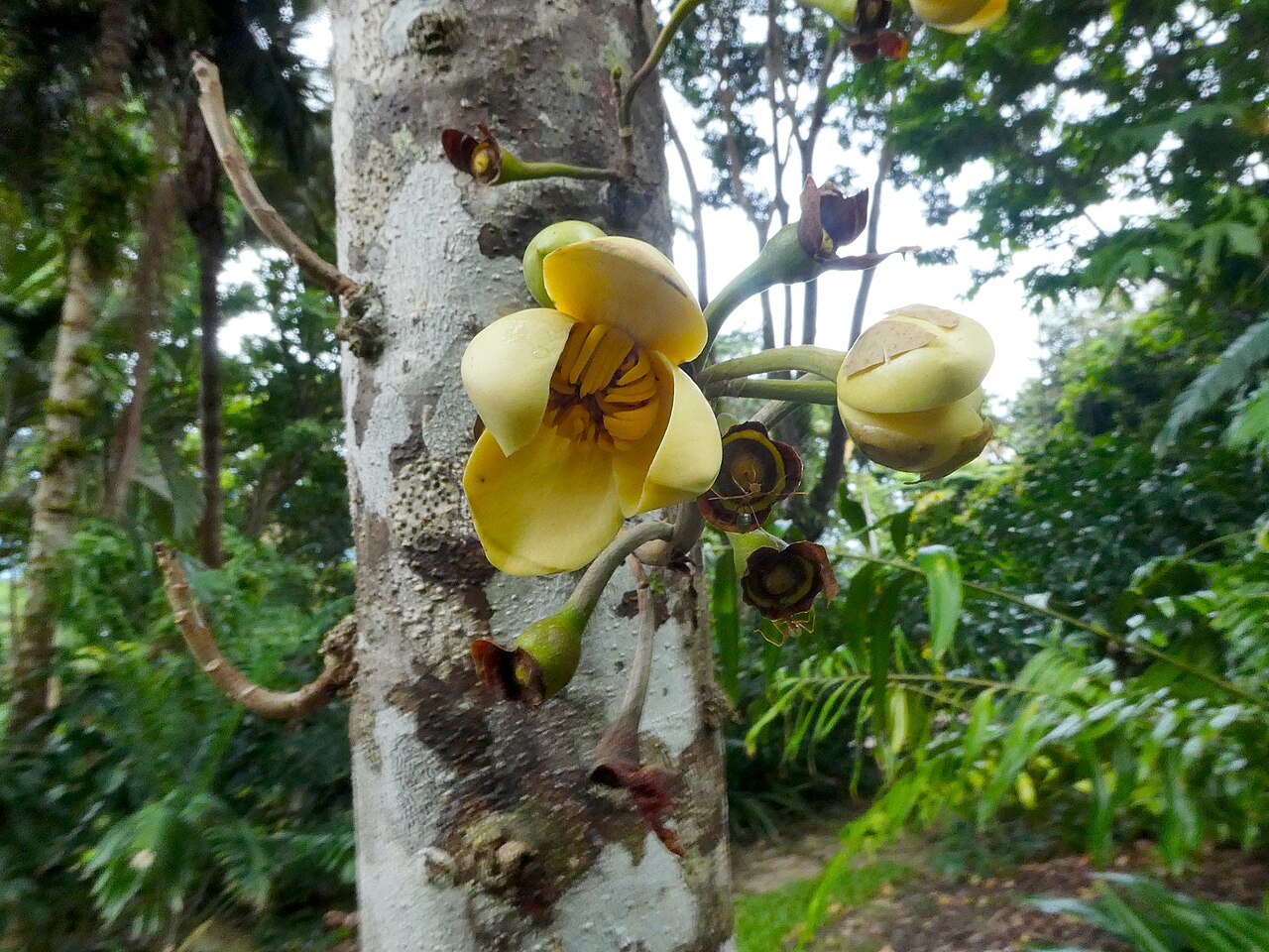 Grias neuberthii: Grias neuberthii growing at Cairns Botanic Gardens