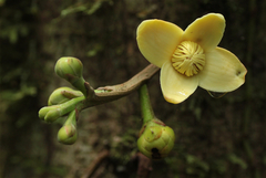 Grias neuberthii (Grias neuberthii)