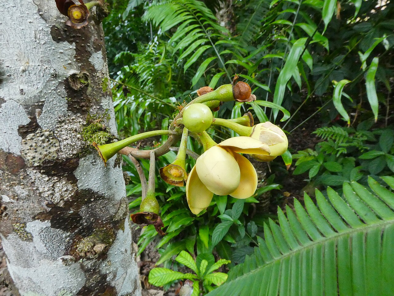 Grias neuberthii: Grias neuberthii growing at Cairns Botanic Gardens