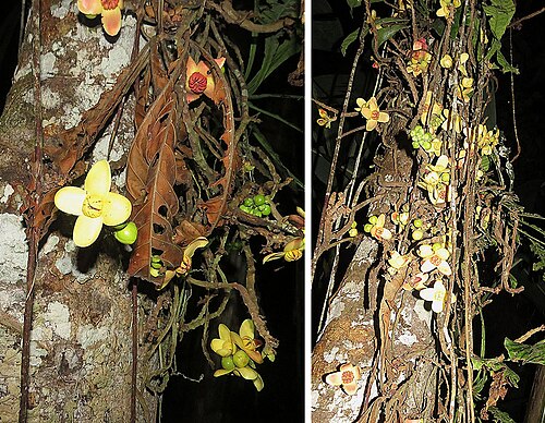 Grias neuberthii: Known as the Piton Tree, found in eastern Ecuador and nearby Colombia and Peru. Photo from Sacha Lodge Reserve, Ecuador.