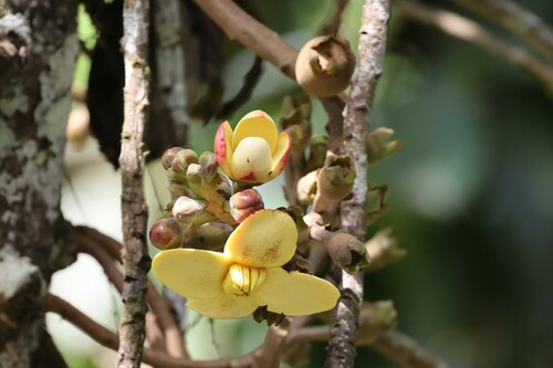 Grias neuberthii (Grias neuberthii)