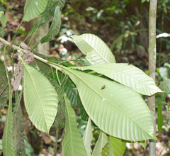 Grias peruviana (Grias peruviana)