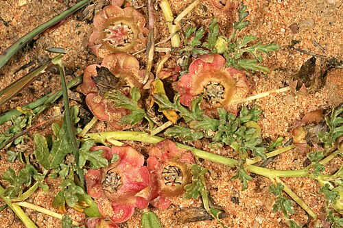 Grielum humifusum: Grielum humifusum , developing fruit; farm Oorlogskloof, Nieuwoudtville, Northern Cape, South Africa