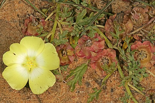 Grielum humifusum: Grielum humifusum , flower and developing fruit; farm Oorlogskloof, Nieuwoudtville, Northern Cape, South Africa