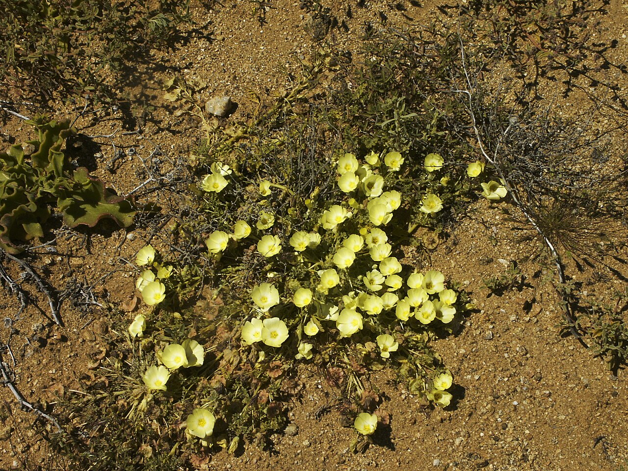 Grielum humifusum: White-eyed Duiker Root ( Grielum humifusum Thunb.), flowering in Namaqualand Desert, Goegap Nature Reserve, Northern Cape, South Africa