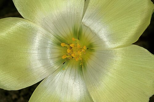 Grielum humifusum: Grielum humifusum , detail of flower centre; in strandveld, West Coast National Park, Western Cape, South Africa