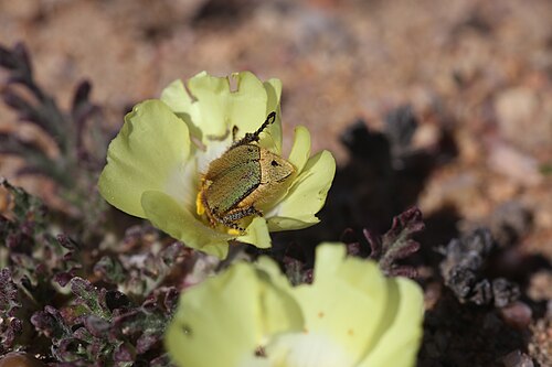 Grielum humifusum: Namaqua National Park, Northern Cape, South Africa