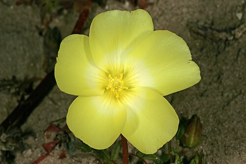 Grielum humifusum: Grielum humifusum , flower; in strandveld, West Coast National Park, Western Cape, South Africa