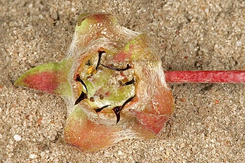 Grielum humifusum: Grielum humifusum , developig fruit; in strandveld, West Coast National Park, Western Cape, South Africa