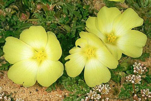 Grielum humifusum: Grielum humifusum , flowers; farm Oorlogskloof, Nieuwoudtville, Northern Cape, South Africa