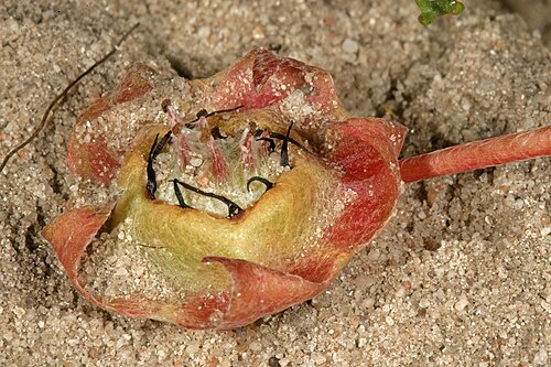 Grielum humifusum: Grielum humifusum , developing fruit; in strandveld, West Coast National Park, Western Cape, South Africa