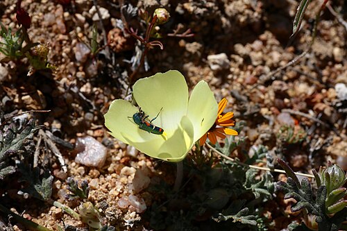 Grielum humifusum: Namaqua National Park, Northern Cape, South Africa