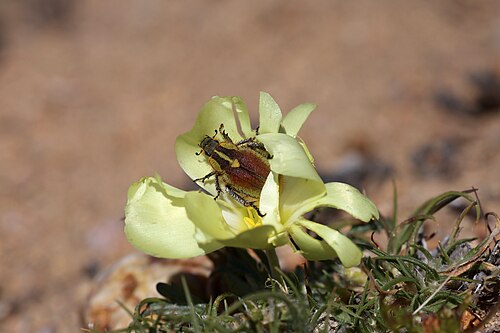Grielum humifusum: Namaqua National Park, Northern Cape, South Africa