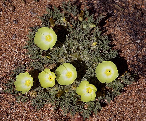 Grielum humifusum: Grielum humifusum . A creeping perennial in the Namaqualand desert of northwestern South Africa. Sometimes placed in the Neuradoideae subfamily of the rose fami