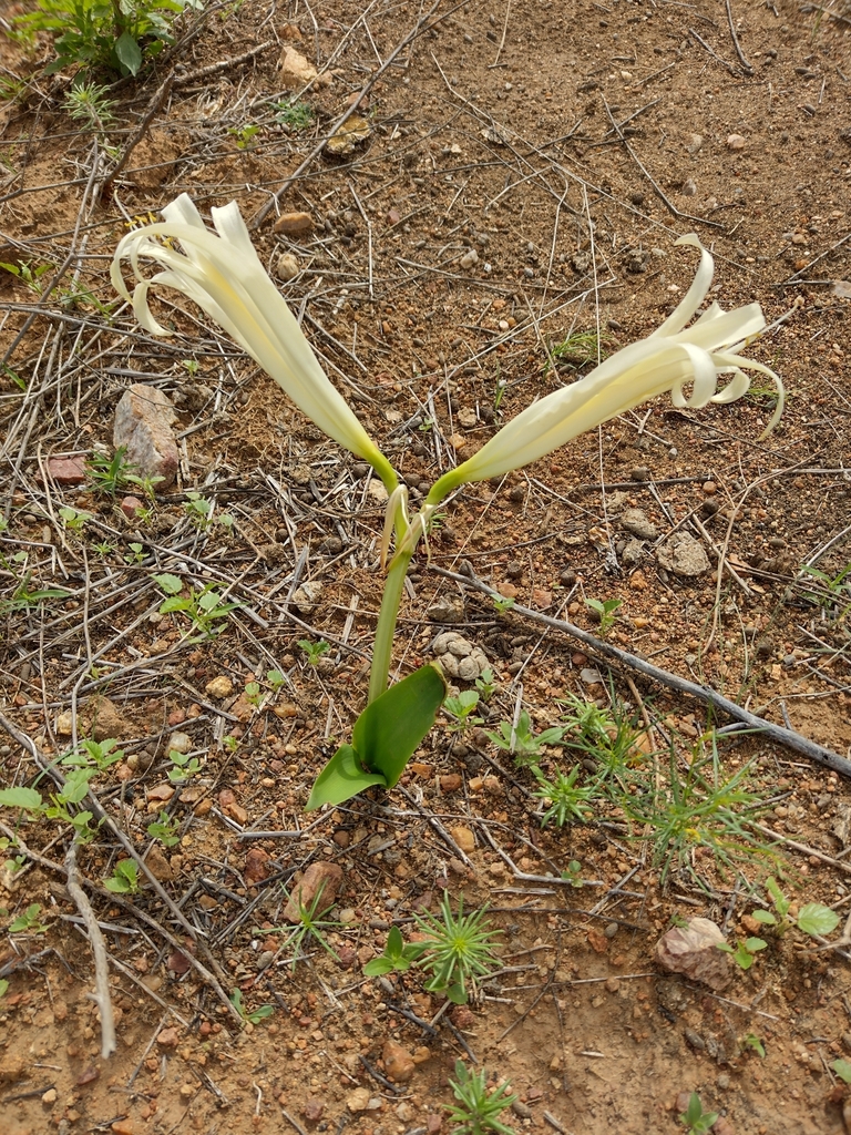 Griffinia gardneriana (Griffinia gardneriana)