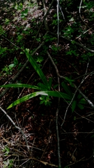 Griffinia gardneriana (Griffinia gardneriana)