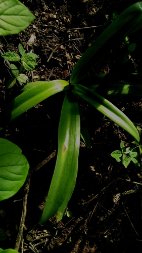 Griffinia gardneriana (Griffinia gardneriana)